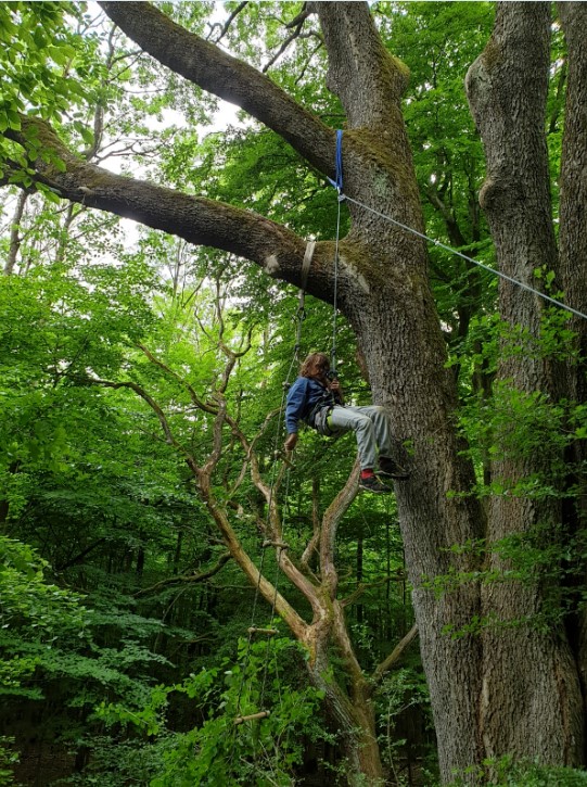 Pimpf im Baum